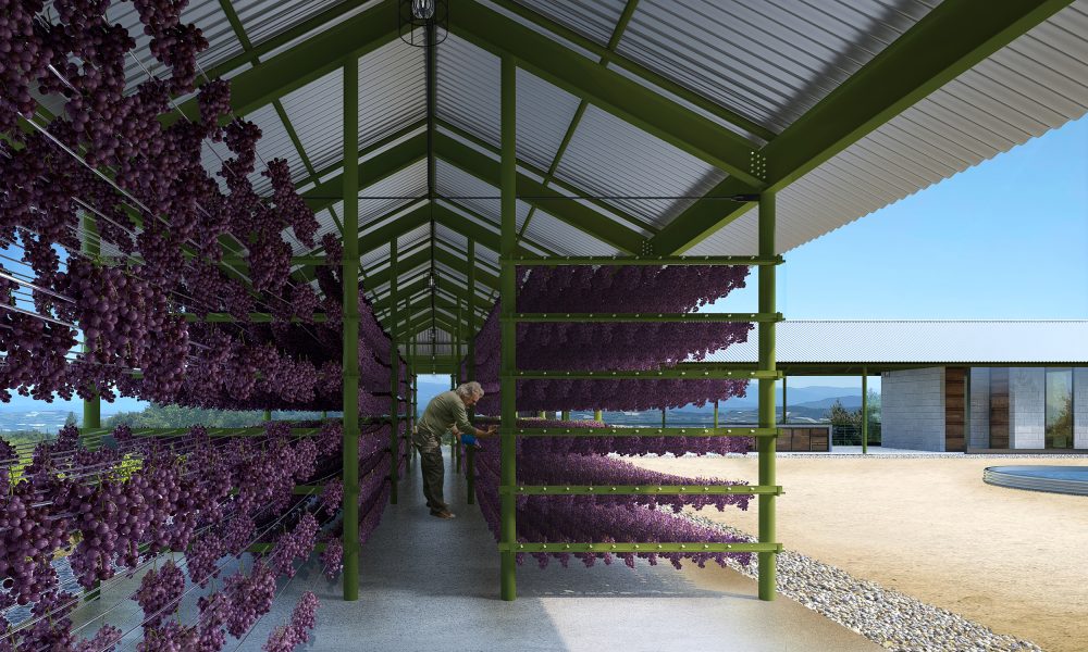 Grapes drying on tensioned wire racks inside an open steel-framed shelter, with a man tending them and vineyards in the distance